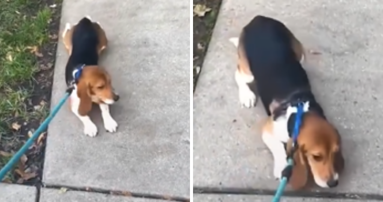 The Unique Walking Style of a Beagle Pup